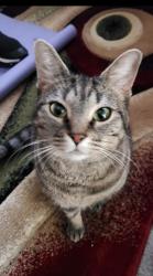 Reunited Male Cat last seen Echodale, Baltimore, MD 21214