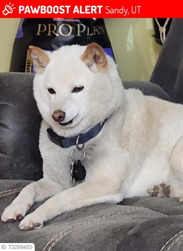 Lost Male Dog last seen Near S 1300 E, Sandy, UT, Sandy, UT 84094