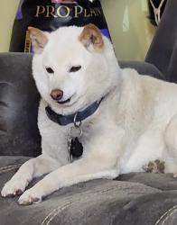 Lost Male Dog last seen Near S 1300 E, Sandy, UT, Sandy, UT 84094
