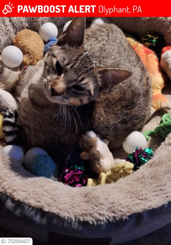 Lost Female Cat last seen Lynch st/north valley Ave olyphant pa, Olyphant, PA 18447