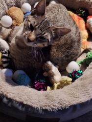 Lost Female Cat last seen Lynch st/north valley Ave olyphant pa, Olyphant, PA 18447
