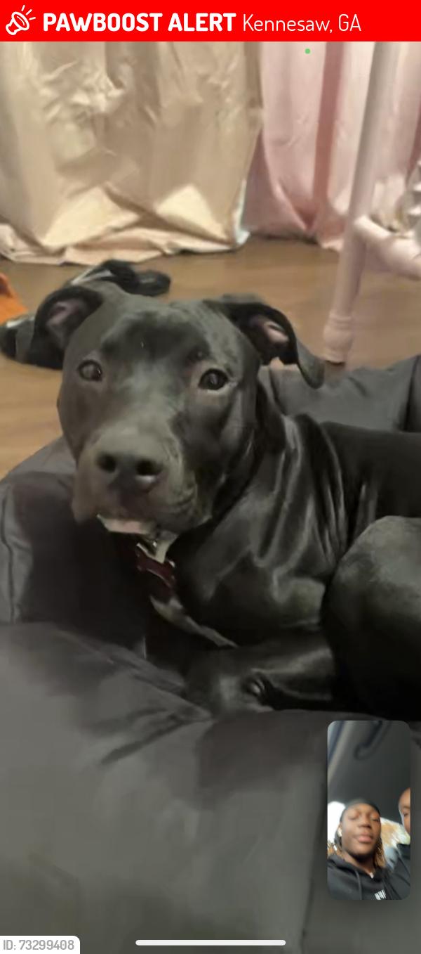 Lost Female Dog last seen Main st, Kennesaw, GA 30144