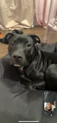 Lost Female Dog last seen Main st, Kennesaw, GA 30144