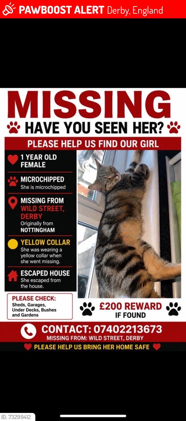Lost Female Cat last seen Derby, Derby, England 