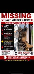 Lost Female Cat last seen Derby, Derby, England 