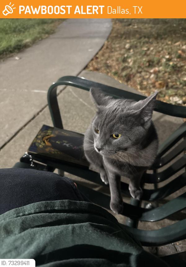 Found/Stray Unknown Cat last seen On a bench at Katie Jackson Park, Dallas, TX 75287