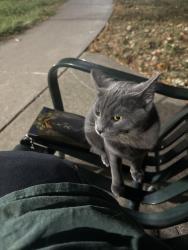 Found/Stray Unknown Cat last seen On a bench at Katie Jackson Park, Dallas, TX 75287