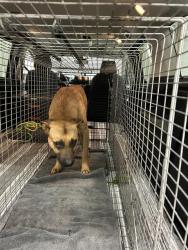 Shelter Stray Male Dog last seen Near, 2600 S Harding St, Indianapolis, IN 46221, USA