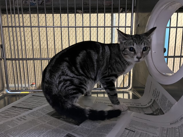 Shelter Stray Female Cat last seen , 4275 Elton St, Baldwin Park, CA 91706, USA