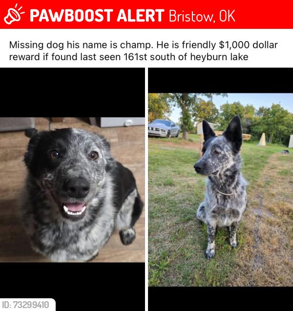 Lost Male Dog last seen Country, Bristow, OK 74010