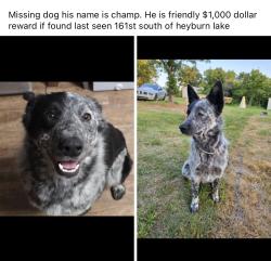 Lost Male Dog last seen Country, Bristow, OK 74010
