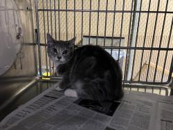 Shelter Stray Female Cat last seen , 4275 Elton St, Baldwin Park, CA 91706, USA