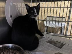Shelter Stray Male Cat last seen , 4275 Elton St, Baldwin Park, CA 91706, USA