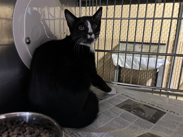 Shelter Stray Male Cat last seen , 4275 Elton St, Baldwin Park, CA 91706, USA