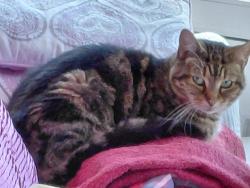 Reunited Unknown Cat last seen Pool End Tytherington Macclesfield, Tytherington, England 