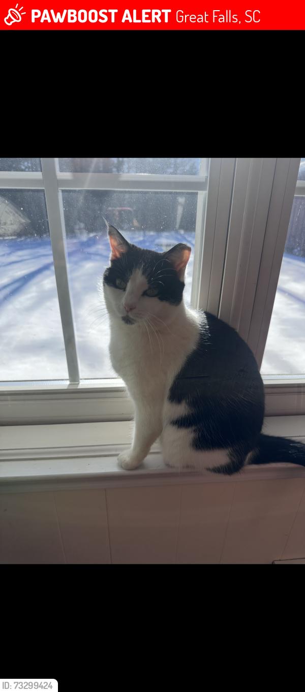 Lost Female Cat last seen Near Francis Ave Great Falls sc, Great Falls, SC 29055
