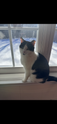 Lost Female Cat last seen Near Francis Ave Great Falls sc, Great Falls, SC 29055