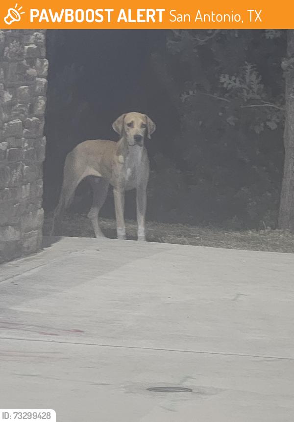 Found/Stray Male Dog last seen Circle k gas station, San Antonio, TX 78218