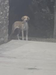 Found/Stray Male Dog last seen Circle k gas station, San Antonio, TX 78218