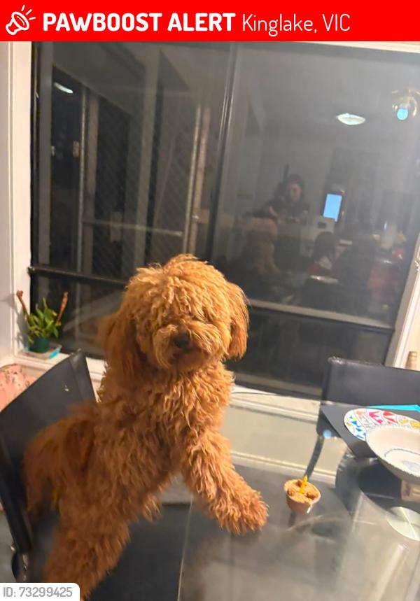 Lost Male Dog last seen Orchard rd glenburn rd, Kinglake, VIC 3763