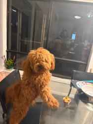 Lost Male Dog last seen Orchard rd glenburn rd, Kinglake, VIC 3763