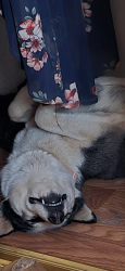 Reunited Female Dog last seen 95st East and Avenue E, Lancaster, CA 93535