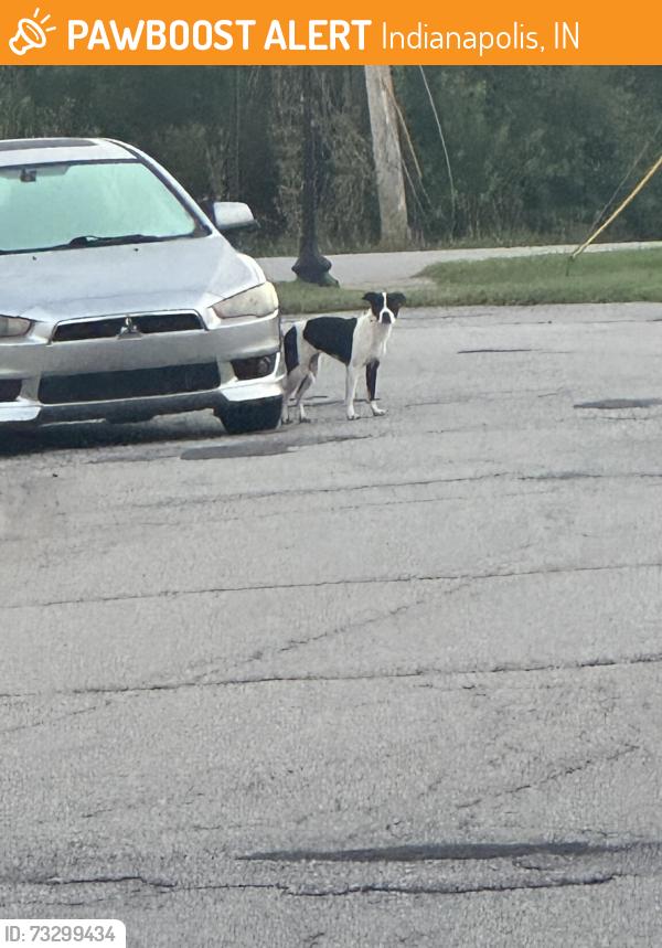 Found/Stray Unknown Dog last seen the 62nd street entrance of Stratford glen, Indianapolis, IN 46254