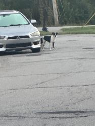 Found/Stray Unknown Dog last seen the 62nd street entrance of Stratford glen, Indianapolis, IN 46254