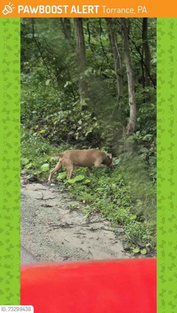 Found/Stray Unknown Dog last seen Heidelberg stone haul road, Torrance, PA 15779