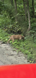 Found/Stray Unknown Dog last seen Heidelberg stone haul road, Torrance, PA 15779