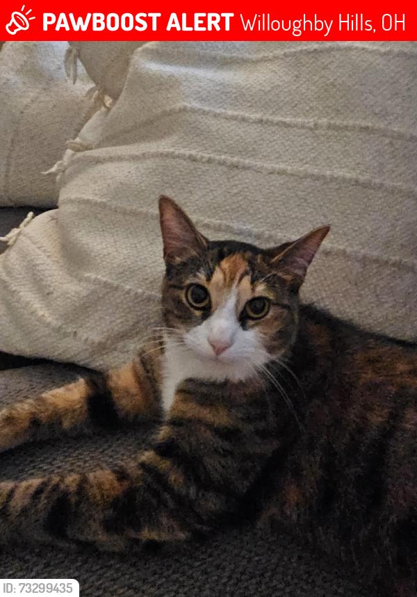 Lost Female Cat last seen Dodds rd, Willoughby Hills, OH 44094