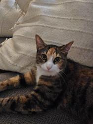 Lost Female Cat last seen Dodds rd, Willoughby Hills, OH 44094
