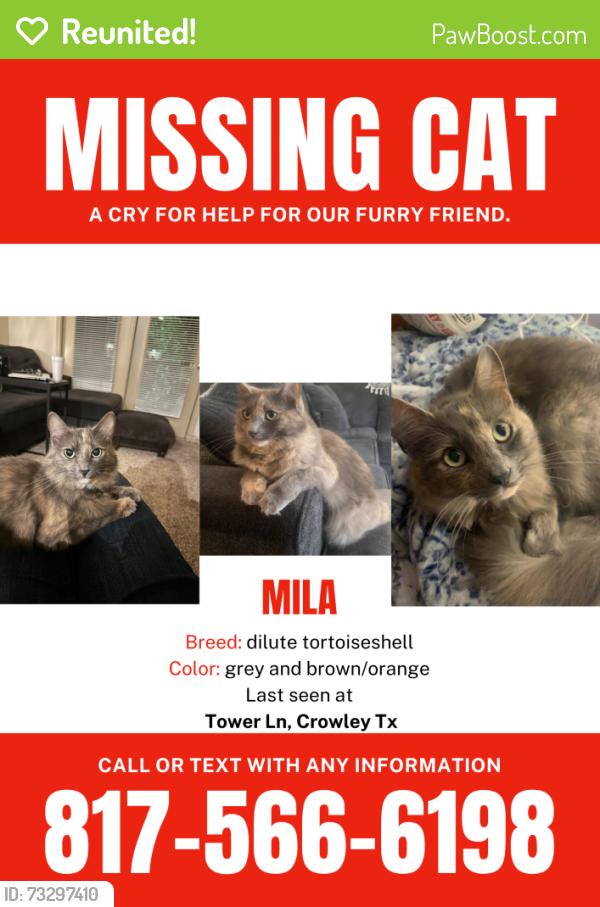 Reunited Female Cat last seen Near McCart and 1187, Crowley, TX 76036
