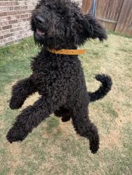Lost Female Dog last seen Mustang Ghost Trail, Crandall, TX 75114, Crandall, TX 75114