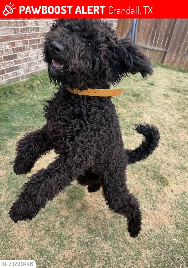 Lost Female Dog last seen Mustang Ghost Trail, Crandall, TX 75114, Crandall, TX 75114