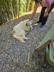 Reunited Male Dog last seen Candler knob road and McKinney road, Asheville, NC 28806