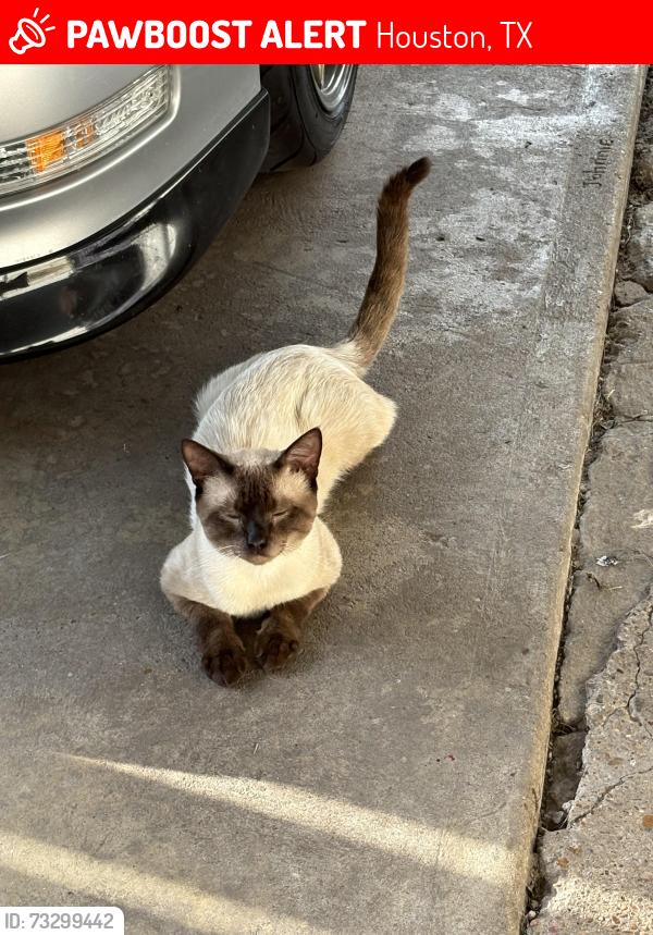 Lost Male Cat last seen Touchstone street, Houston, TX 77028