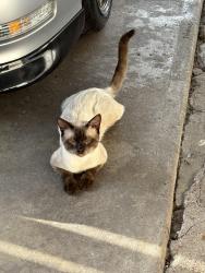 Lost Male Cat last seen Touchstone street, Houston, TX 77028