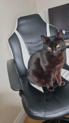 Lost Female Cat last seen Burandell manor, Lisburn and Castlereagh, Northern Ireland 