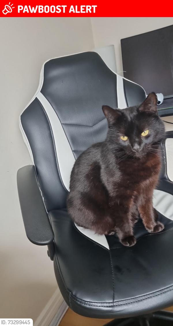 Lost Female Cat last seen Burandell manor, Lisburn and Castlereagh, Northern Ireland 