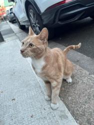 Found/Stray Unknown Cat last seen Richford Street, Hammersmith, Greater London, England W6 7HP