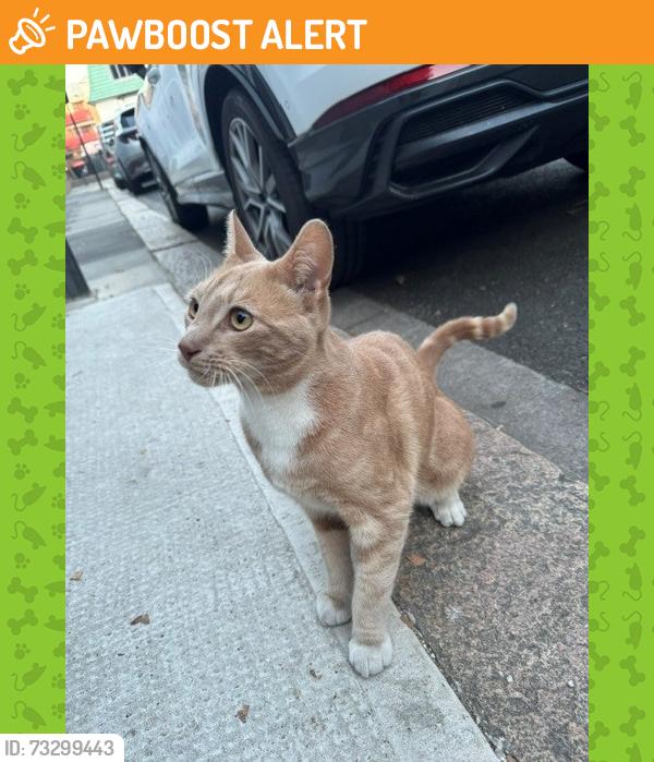 Found/Stray Unknown Cat last seen Richford Street, Hammersmith, Greater London, England W6 7HP
