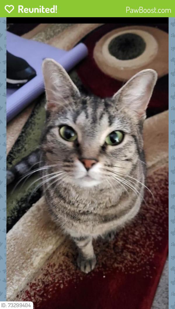 Reunited Male Cat last seen Echodale, Baltimore, MD 21214