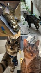 Reunited Male Cat last seen Lakehall road, Greater London, England 