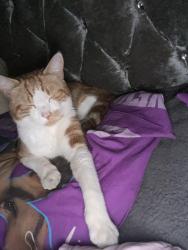 Lost Male Cat last seen Marston Green, West Midlands, England 