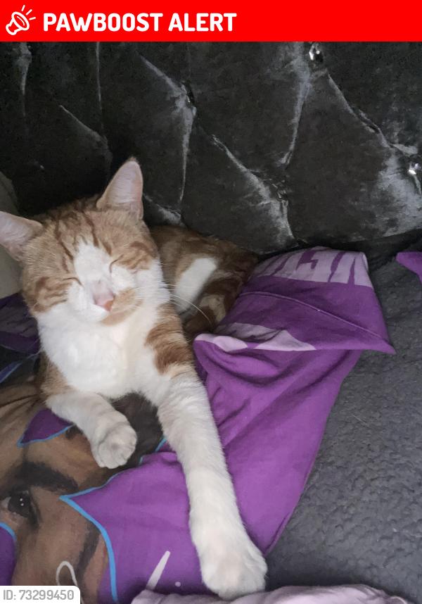 Lost Male Cat last seen Marston Green, West Midlands, England 