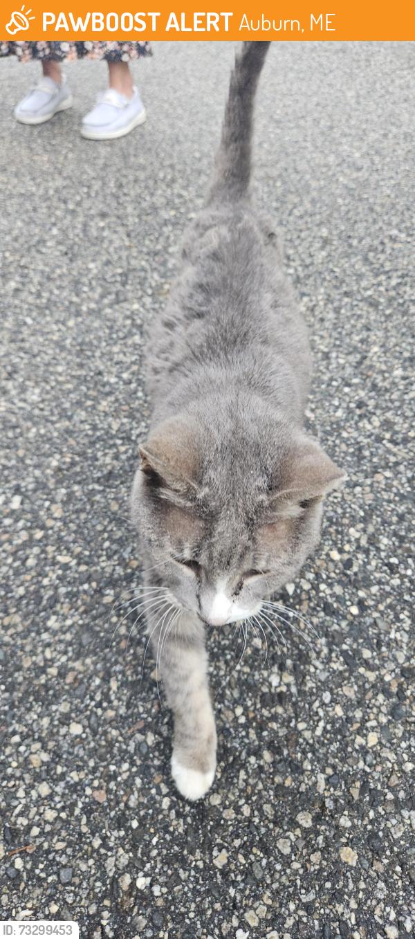 Found/Stray Female Cat last seen Pattan street, Auburn, ME 04210