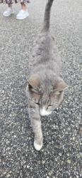Found/Stray Female Cat last seen Pattan street, Auburn, ME 04210