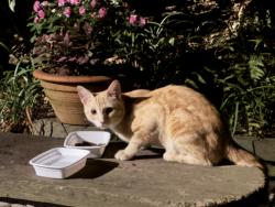 Found/Stray Male Cat last seen University Drive, Durham, NC 27707