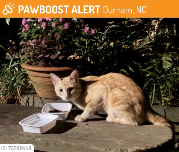 Found/Stray Male Cat last seen University Drive, Durham, NC 27707